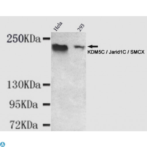 KDM5C / Jarid1C / SMCX Antibody - Western blot detection of KDM5C / Jarid1C / SMCX in Hela and 293 cell lysates using KDM5C / Jarid1C / SMCX mouse mAb (1:1000 diluted). Predicted band size: 176KDa. Observed band size: 220KDa.