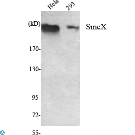 KDM5C / Jarid1C / SMCX Antibody - Western Blot (WB) analysis using SmcX Monoclonal Antibody against HeLa, 293 cell lysate.