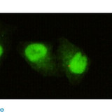 KDM5C / Jarid1C / SMCX Antibody - Immunofluorescence (IF) analysis of HeLa cells using SmcX Monoclonal Antibody.