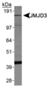KDM6B / JMJD3 Antibody - JMJD3 Antibody - Western Blot on HepG2 cell lysates.  This image was taken for the unconjugated form of this product. Other forms have not been tested.
