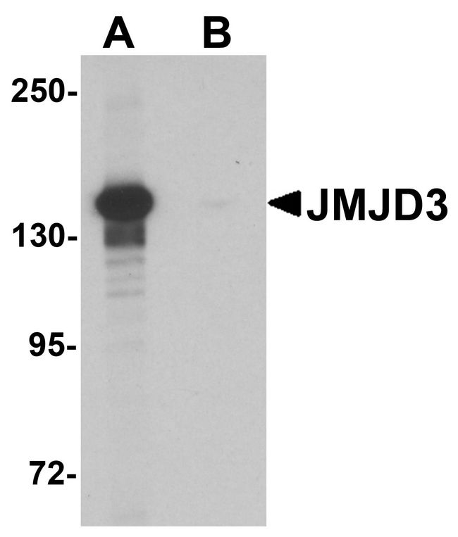 KDM6B / JMJD3 Antibody - Western blot analysis of JMJD3 in K562 cell lysate with JMJD3 antibody at 0.5 ug/ml in (A) the absence and (B) the presence of blocking peptide.
