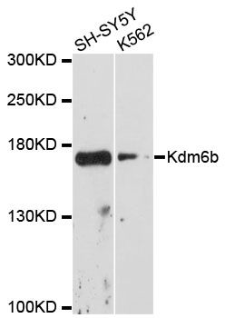 KDM6B / JMJD3 Antibody - Western blot analysis of extracts of various cell lines, using Kdm6b antibody at 1:3000 dilution. The secondary antibody used was an HRP Goat Anti-Rabbit IgG (H+L) at 1:10000 dilution. Lysates were loaded 25ug per lane and 3% nonfat dry milk in TBST was used for blocking. An ECL Kit was used for detection and the exposure time was 90s.