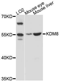 KDM8 / JMJD5 / FLJ13798 Antibody - Western blot analysis of extracts of various cell lines, using KDM8 antibody at 1:3000 dilution. The secondary antibody used was an HRP Goat Anti-Rabbit IgG (H+L) at 1:10000 dilution. Lysates were loaded 25ug per lane and 3% nonfat dry milk in TBST was used for blocking. An ECL Kit was used for detection and the exposure time was 30s.