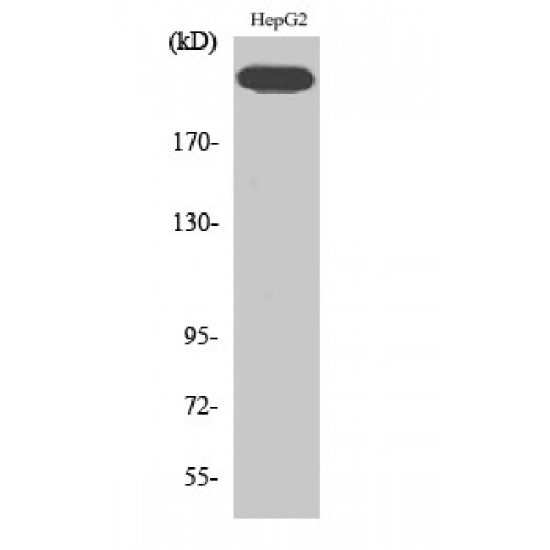 KDR / VEGFR2 / FLK1 Antibody - Western blot of Phospho-Flk-1 (Y1214) antibody