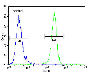 KDR / VEGFR2 / FLK1 Antibody - VEGFR2 (FLK1/KDR) Antibody flow cytometry of MDA-MB435 cells (right histogram) compared to a negative control cell (left histogram). FITC-conjugated goat-anti-rabbit secondary antibodies were used for the analysis.