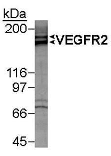 KDR / VEGFR2 / FLK1 Antibody - Detection of VEGFR-2 doublet in VEGFR-2 induced HUVEC lysate (50 ug) using antibody at 1 ug/ml. ECL detection 1 minute.  This image was taken for the unconjugated form of this product. Other forms have not been tested.