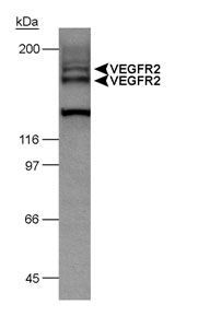 KDR / VEGFR2 / FLK1 Antibody - Detection of VEGFR-2 doublet in VEGFR-2 induced HUVEC lysate (50 ug) using VEGFR-2  Antibody (Hemangioblast Marker) (4 ug/ml). ECL detection 2.5 minutes.  This image was taken for the unconjugated form of this product. Other forms have not been tested.