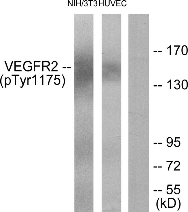 KDR / VEGFR2 / FLK1 Antibody - Western blot analysis of lysates from HUVEC cells and NIH/3T3 cells, using VEGFR2 (Phospho-Tyr1175) Antibody. The lane on the right is blocked with the phospho peptide.