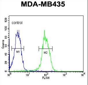 KDR / VEGFR2 / FLK1 Antibody - KDR (Y1175) Antibody flow cytometry of MDA-MB435 cells (right histogram) compared to a negative control cell (left histogram). FITC-conjugated goat-anti-rabbit secondary antibodies were used for the analysis.