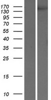 KDR / VEGFR2 / FLK1 Protein - Western validation with an anti-DDK antibody * L: Control HEK293 lysate R: Over-expression lysate