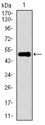 KEAP1 Antibody - KEAP1 Antibody in Western Blot (WB)