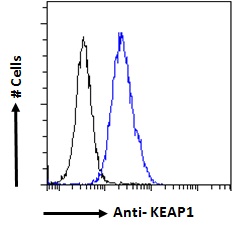 KEAP1 Antibody - Flow cytometric analysis of paraformaldehyde fixed HeLa cells (blue line), permeabilized with 0.5% Triton. Primary incubation 1hr (10ug/ml) followed by Alexa Fluor 488 secondary antibody (1ug/ml). IgG control: Unimmunized goat IgG (black line) followed by Alexa Fluor 488 secondary antibody.