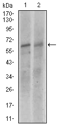 KEAP1 Antibody - Western blot using KEAP1 mouse monoclonal antibody against NIH3T3 (1), and A549 (2) cell lysate.