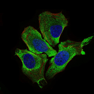 KEAP1 Antibody - Immunofluorescence of HeLa cells using KEAP1 mouse monoclonal antibody (green). Blue: DRAQ5 fluorescent DNA dye. Red: Actin filaments have been labeled with Alexa Fluor-555 phalloidin.