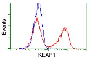 KEAP1 Antibody - HEK293T cells transfected with either overexpress plasmid (Red) or empty vector control plasmid (Blue) were immunostained by anti-KEAP1 antibody, and then analyzed by flow cytometry.