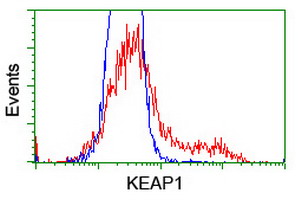 KEAP1 Antibody - HEK293T cells transfected with either overexpress plasmid (Red) or empty vector control plasmid (Blue) were immunostained by anti-KEAP1 antibody, and then analyzed by flow cytometry.