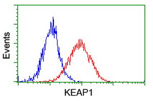 KEAP1 Antibody - Flow cytometry of HeLa cells, using anti-KEAP1 antibody (Red), compared to a nonspecific negative control antibody (Blue).
