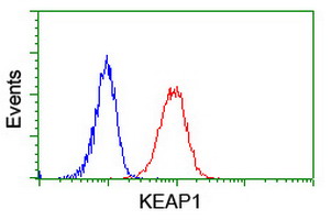 KEAP1 Antibody - Flow cytometry of Jurkat cells, using anti-KEAP1 antibody (Red), compared to a nonspecific negative control antibody (Blue).