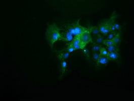 KEAP1 Antibody - Anti-KEAP1 mouse monoclonal antibody immunofluorescent staining of COS7 cells transiently transfected by pCMV6-ENTRY KEAP1.
