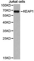 KEAP1 Antibody - Western blot of extracts of Jurkat cell lines, using KEAP1 antibody.
