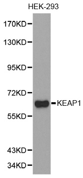 KEAP1 Antibody - Western blot analysis of extracts of HEK-293 cell lines, using KEAP1 antibody.