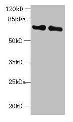 KEAP1 Antibody - Western blot All lanes: KEAP1 antibody at 2µg/ml Lane 1: Mouse kidney tissue Lane 2: NIH/3T3 cells Secondary Goat polyclonal to rabbit IgG at 1/10000 dilution Predicted band size: 70 kDa Observed band size: 70 kDa