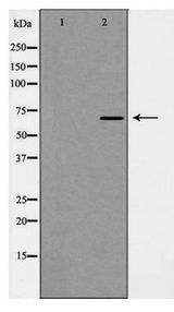 KEAP1 Antibody - Western blot of Keap1 expression in NIH 3T3 lysate