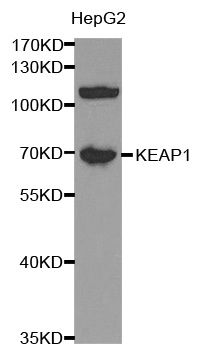 KEAP1 Antibody - Western blot analysis of extracts of HepG2 cells, using KEAP1 antibody at 1:1000 dilution. The secondary antibody used was an HRP Goat Anti-Rabbit IgG (H+L) at 1:10000 dilution. Lysates were loaded 25ug per lane and 3% nonfat dry milk in TBST was used for blocking.