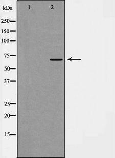 KEAP1 Antibody - Western blot analysis of Keap1 expression in NIH 3T3 lysate. The lane on the left is treated with the antigen-specific peptide.