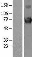KEAP1 Protein - Western validation with an anti-DDK antibody * L: Control HEK293 lysate R: Over-expression lysate
