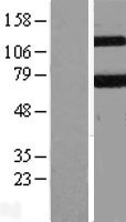 KEAP1 Protein - Western validation with an anti-DDK antibody * L: Control HEK293 lysate R: Over-expression lysate