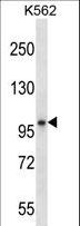 KEL / CD238 Antibody - KEL Antibody western blot of K562 cell line lysates (35 ug/lane). The KEL antibody detected the KEL protein (arrow).