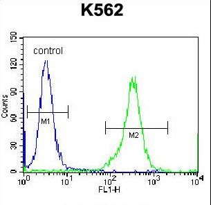 KEL / CD238 Antibody - KEL Antibody flow cytometry of K562 cells (right histogram) compared to a negative control cell (left histogram). FITC-conjugated donkey-anti-rabbit secondary antibodies were used for the analysis.