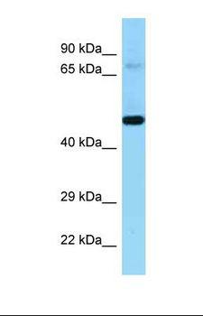 KEL / CD238 Antibody - Western blot of Human 721_B . KEL antibody dilution 1.0 ug/ml.  This image was taken for the unconjugated form of this product. Other forms have not been tested.