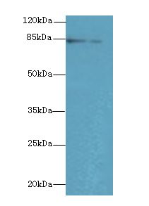 KEL / CD238 Antibody - Western blot. All lanes: KEL antibody at 3 ug/ml+ HepG-2 whole cell lysate Goat polyclonal to rabbit at 1:10000 dilution. Predicted band size: 83 kDa. Observed band size: 83 kDa.