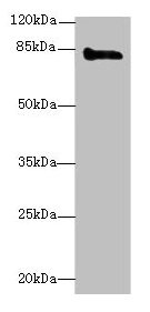 KEL / CD238 Antibody - Western blot All lanes: KEL antibody at 3µg/ml + HepG2 whole cell lysate Secondary Goat polyclonal to rabbit IgG at 1/10000 dilution Predicted band size: 83 kDa Observed band size: 83 kDa