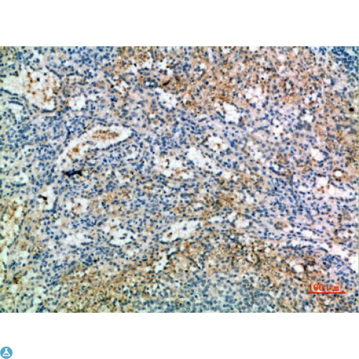 KEL / CD238 Antibody - Western Blot (WB) analysis of Mouse Heart cells using CD238 Polyclonal Antibody diluted at 1:1000.