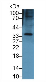 KERA / Keratocan Antibody - Western Blot; Sample: Mouse Small intestine lysate; Primary Ab: 1µg/ml Rabbit Anti-Mouse KERA Antibody Second Ab: 0.2µg/mL HRP-Linked Caprine Anti-Rabbit IgG Polyclonal Antibody