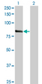 KF1 / RNF103 Antibody - Western Blot analysis of RNF103 expression in transfected 293T cell line by RNF103 monoclonal antibody (M01), clone 3E7.Lane 1: RNF103 transfected lysate(79.405 KDa).Lane 2: Non-transfected lysate.