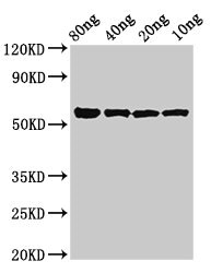 kgp Antibody - Positive Western Blot detected in Recombinant protein All lanes kgp antibody at 3 µg/ml Secondary Goat polyclonal to rabbit IgG at 1/50000 dilution. Predicted band size: 56 KDa. Observed band size: 56 KDa