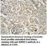 KHDC1 / C6orf148 Antibody