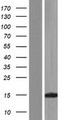 KHDC1L Protein - Western validation with an anti-DDK antibody * L: Control HEK293 lysate R: Over-expression lysate