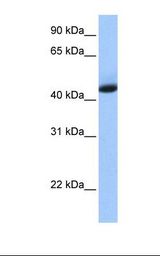 KHDRBS1 / SAM68 Antibody - Fetal heart cell lysate. Antibody concentration: 1.0 ug/ml. Gel concentration: 12%.  This image was taken for the unconjugated form of this product. Other forms have not been tested.
