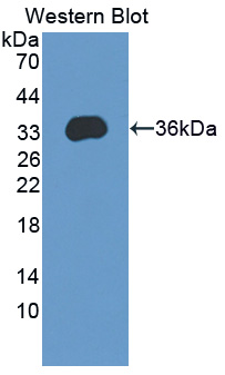 KHDRBS1 / SAM68 Antibody - Western blot of KHDRBS1 / SAM68 antibody.