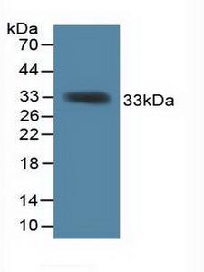 KHDRBS1 / SAM68 Antibody - Western Blot; Sample: Recombinant KHDRBS1, Mouse.