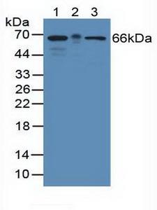 KHDRBS1 / SAM68 Antibody - Western Blot; Sample: Lane1: Mouse Brain Tissue; Lane2: Mouse Large Intestine Tissue; Lane3: Human Hela Cells.