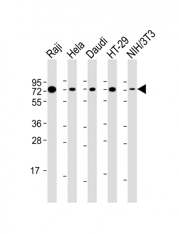 KHDRBS1 / SAM68 Antibody - All lanes: Anti-KHDRBS1 Antibody (Center) at 1:2000 dilution. Lane 1: Raji whole cell lysate. Lane 2: HeLa whole cell lysate. Lane 3: Daudi whole cell lysate. Lane 4: HT-29 whole cell lysate. Lane 5: NIH/3T3 whole cell lysate Lysates/proteins at 20 ug per lane. Secondary Goat Anti-Rabbit IgG, (H+L), Peroxidase conjugated at 1:10000 dilution. Predicted band size: 48 kDa. Blocking/Dilution buffer: 5% NFDM/TBST.
