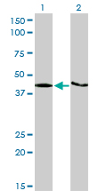 KHDRBS1 / SAM68 Antibody - Western blot of KHDRBS1 expression in transfected 293T cell line by KHDRBS1 monoclonal antibody (M03), clone 1A4.