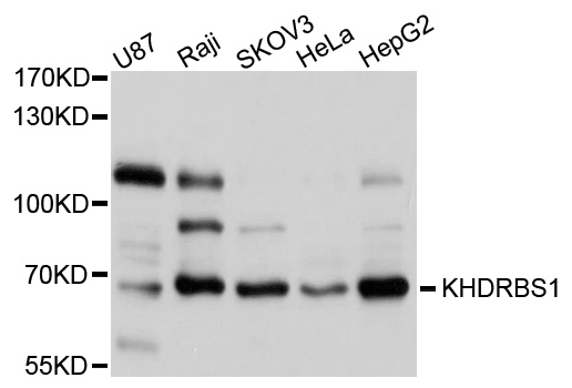 KHDRBS1 / SAM68 Antibody - Western blot analysis of extracts of various cell lines.