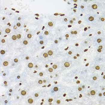 KHDRBS1 / SAM68 Antibody - Immunohistochemistry of paraffin-embedded mouse liver tissue.
